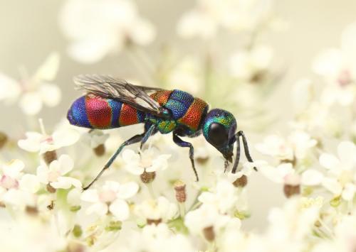 Réf. 266 186 : Chrysis semicincta